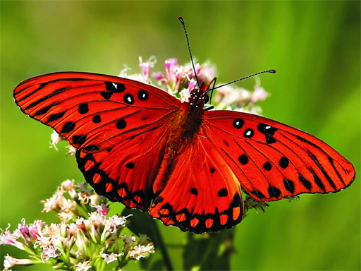 Play Nature Jigsaw Puzzle – Butterfly Game